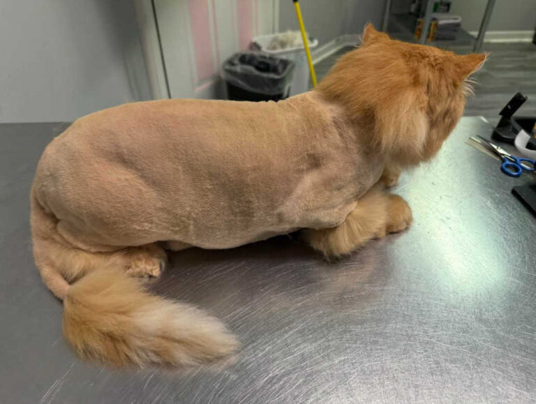 Lion-after