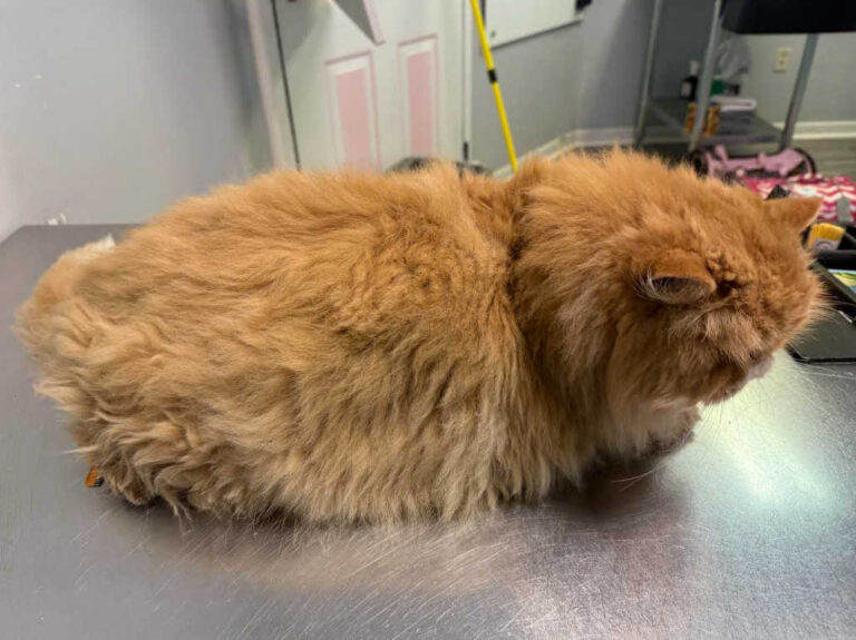 Lion-before